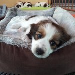 7 Woche